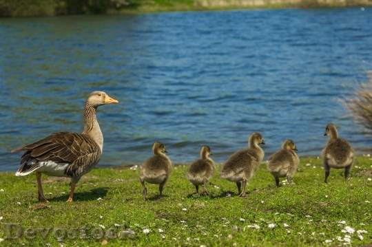 Devostock Family  of ducks