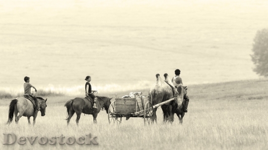 Devostock Family riding horses black and white photo
