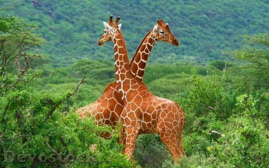 Devostock Fight of two giraffes