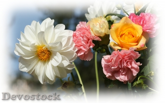 Devostock flowers-dsc09796-ws