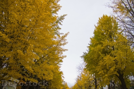Devostock Free photographs of autumn leaves from Japan  (15)