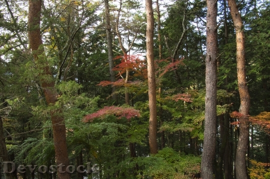 Devostock Free photographs of autumn leaves from Japan  (18)