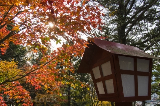 Devostock Free photographs of autumn leaves from Japan  (20)