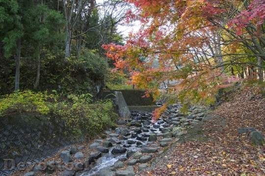 Devostock Free photographs of autumn leaves from Japan  (23)