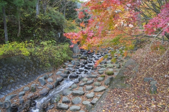 Devostock Free photographs of autumn leaves from Japan  (24)