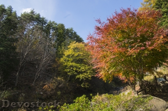 Devostock Free photographs of autumn leaves from Japan  (25)