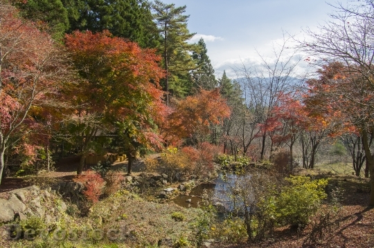 Devostock Free photographs of autumn leaves from Japan  (28)