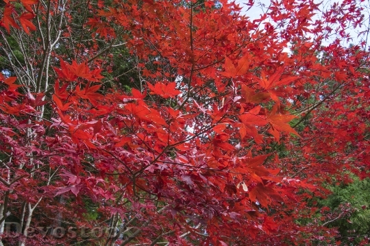 Devostock Free photographs of autumn leaves from Japan  (36)