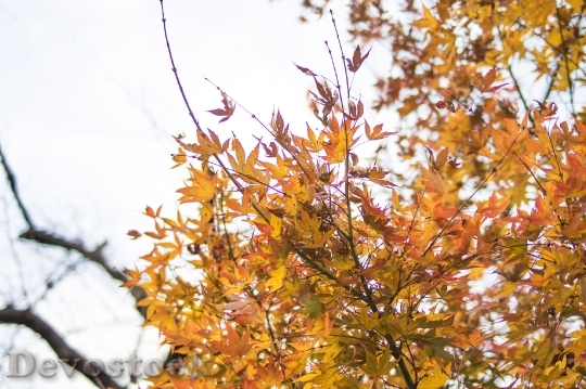 Devostock Free photographs of autumn leaves from Japan  (42)