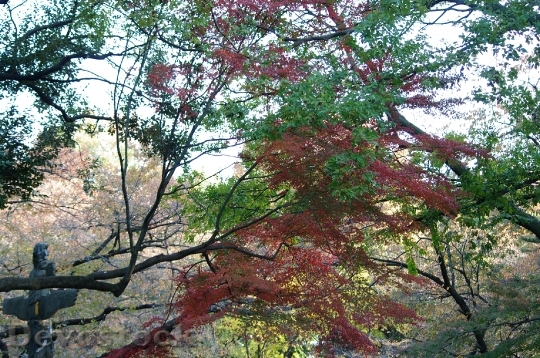 Devostock Free photographs of autumn leaves from Japan  (7)