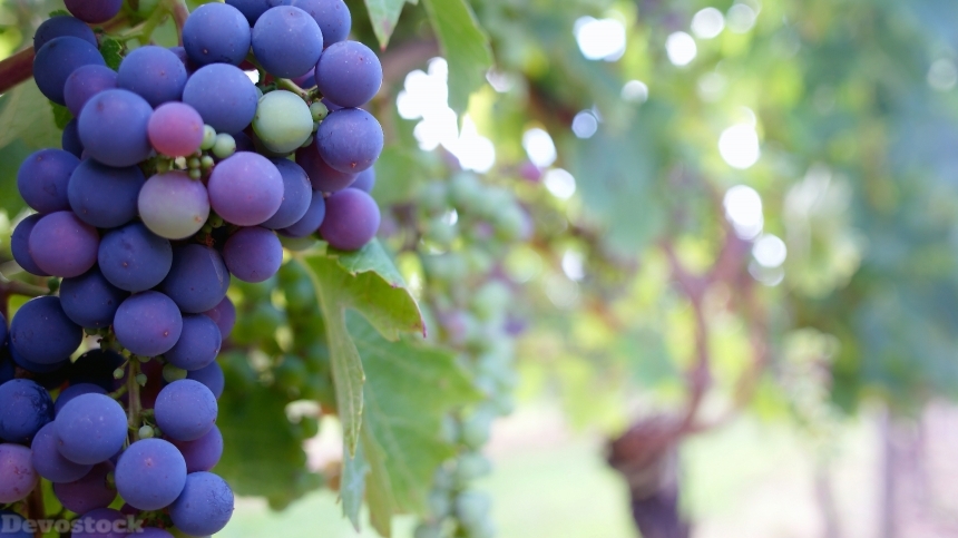 Devostock Fresh and delicious purple grapes  (7)