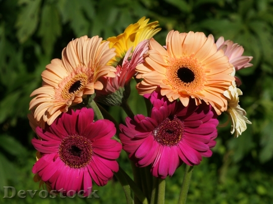 Devostock gerberaflowers-dsc01902-wp
