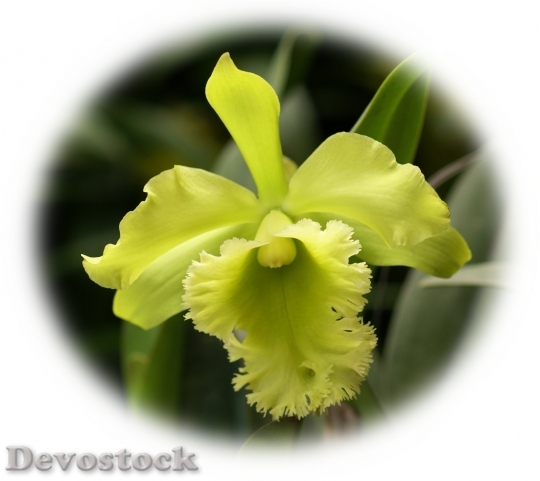 Devostock green-yellowcattleya-dsc04780-a1