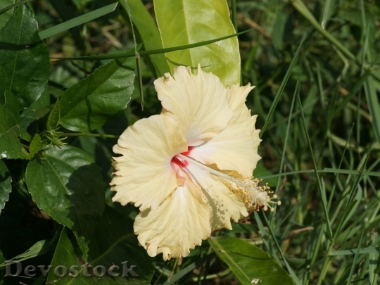 Devostock hibiscus-blossom-dsc05253-wp