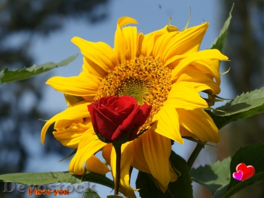 Devostock I-love-you-sunflower-dsc00021-wp