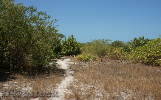 Devostock island-path-dsc00520-ws