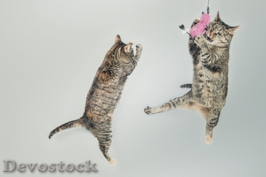 Devostock jumping-cute-playing-animals