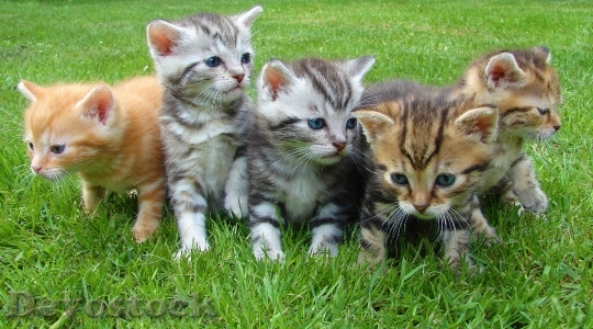 Devostock kittens-cat-cat-puppy-rush-45170.jpeg