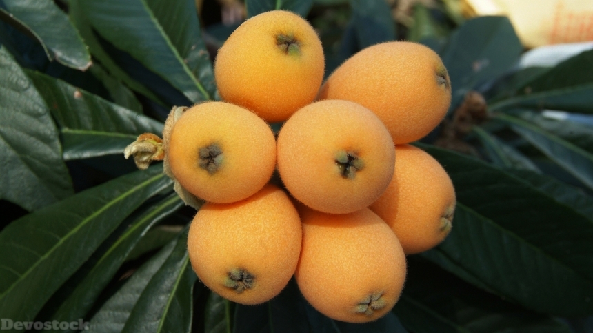 Devostock Loquat fruits  (2)