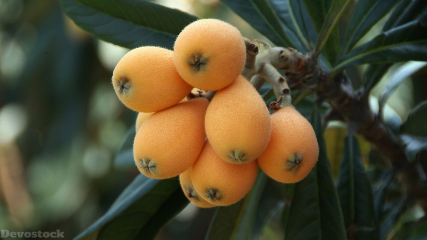 Devostock Loquat fruits  (8)