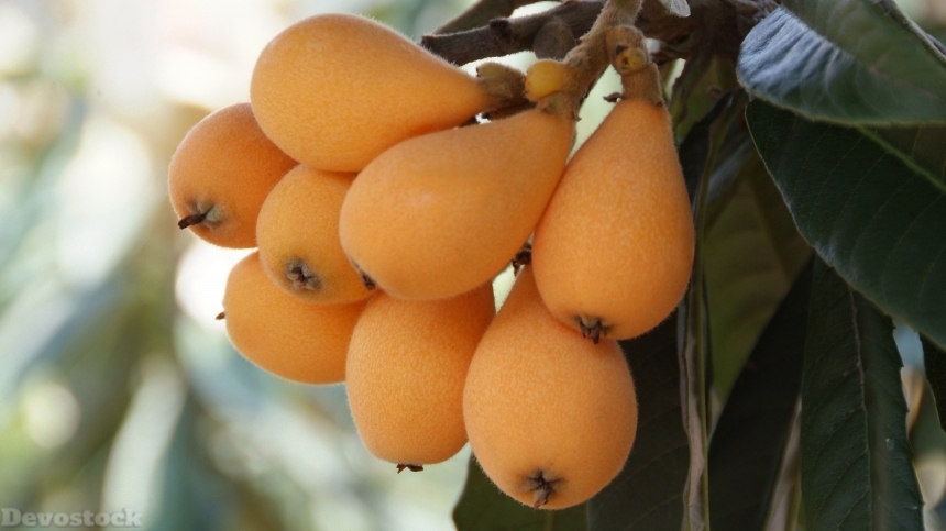 Devostock Loquat fruits  (9)