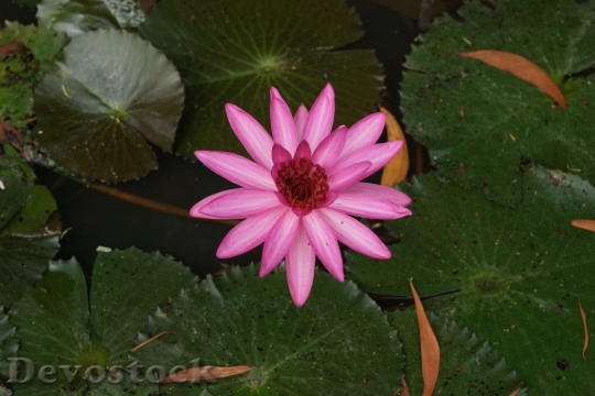 Devostock lotus-dsc02974