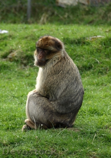 Devostock Monkey  (136)