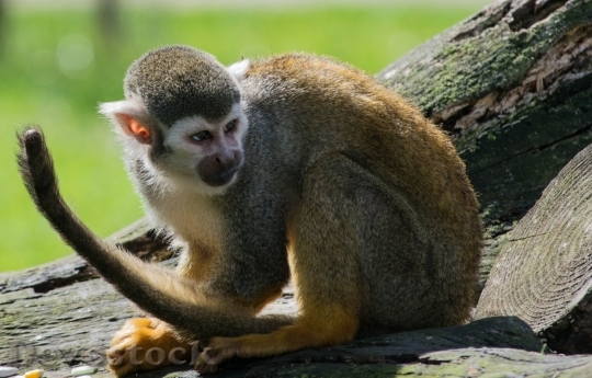 Devostock Monkey  (168)