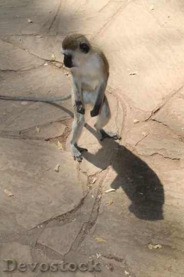 Devostock Monkey  (19)