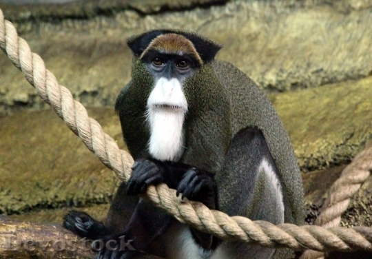 Devostock Monkey  (240)