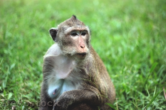 Devostock Monkey  (266)