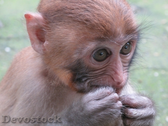 Devostock Monkey  (40)