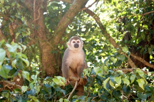 Devostock Monkey  (484)
