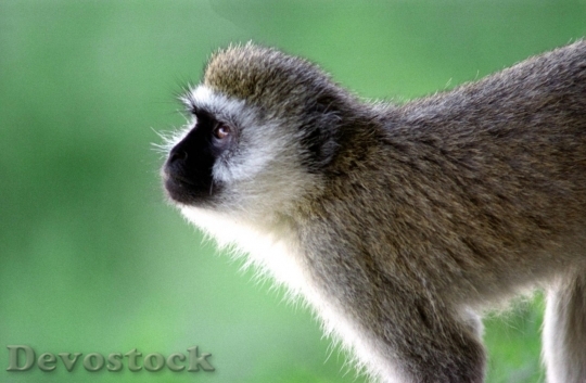 Devostock Monkey  (49)