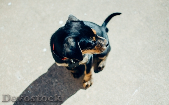 Devostock Obedient cute dog  (6)
