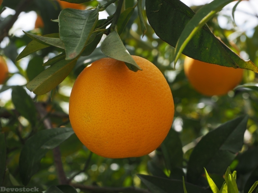 Devostock Orange fruit  (101)