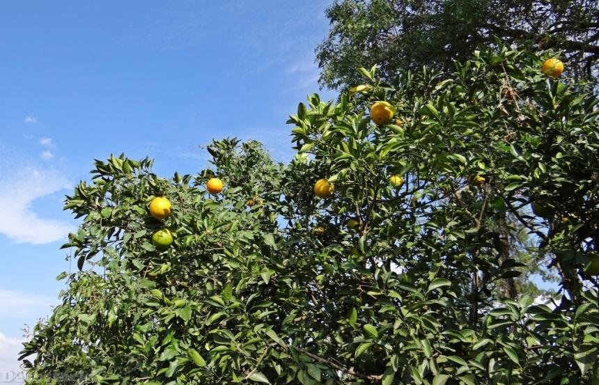 Devostock Orange fruit  (12)