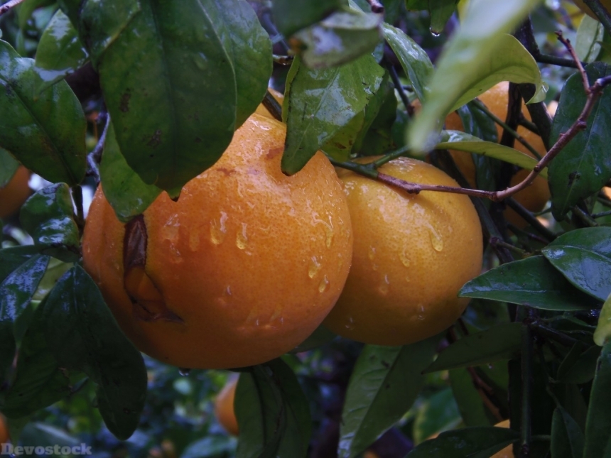 Devostock Orange fruit  (166)