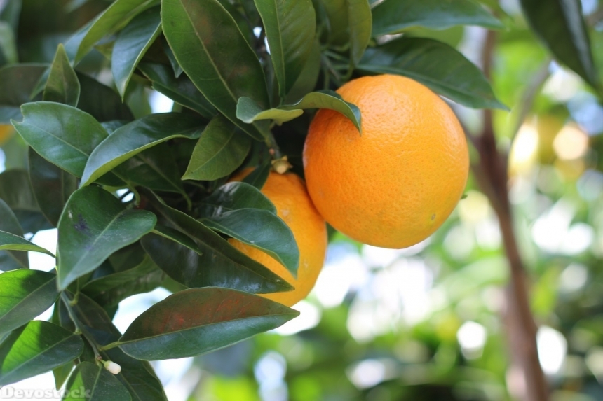 Devostock Orange fruit  (245)
