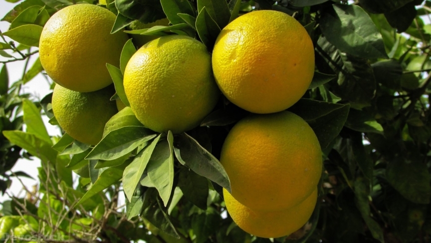 Devostock Orange fruit  (293)