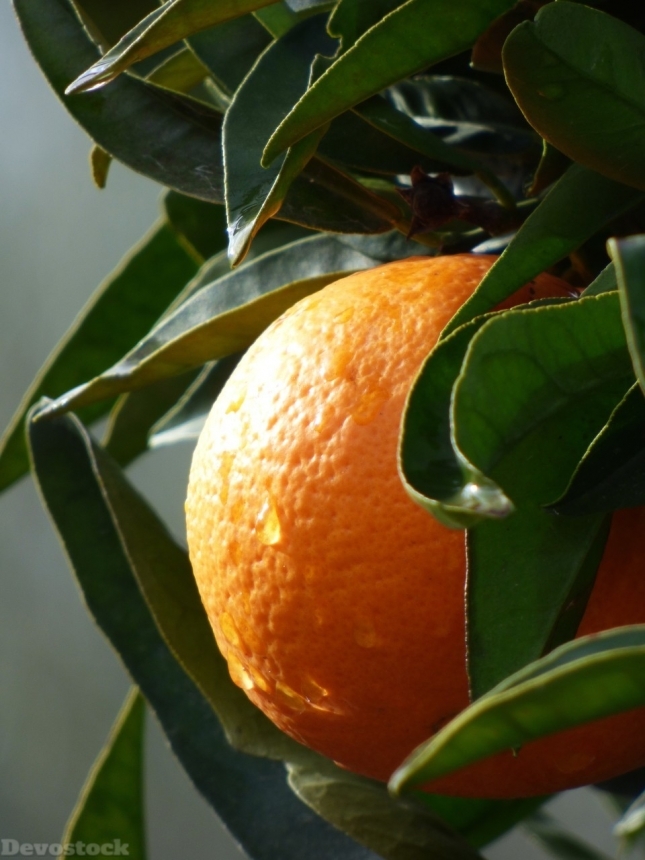 Devostock Orange fruit  (404)