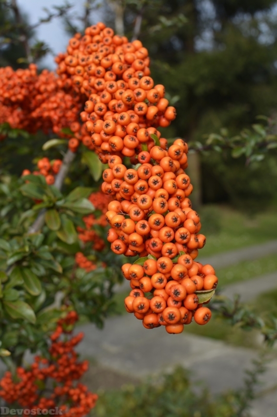Devostock Orange fruit  (434)