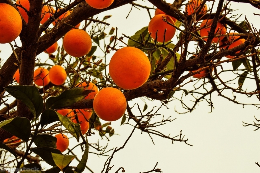 Devostock Orange fruit  (453)