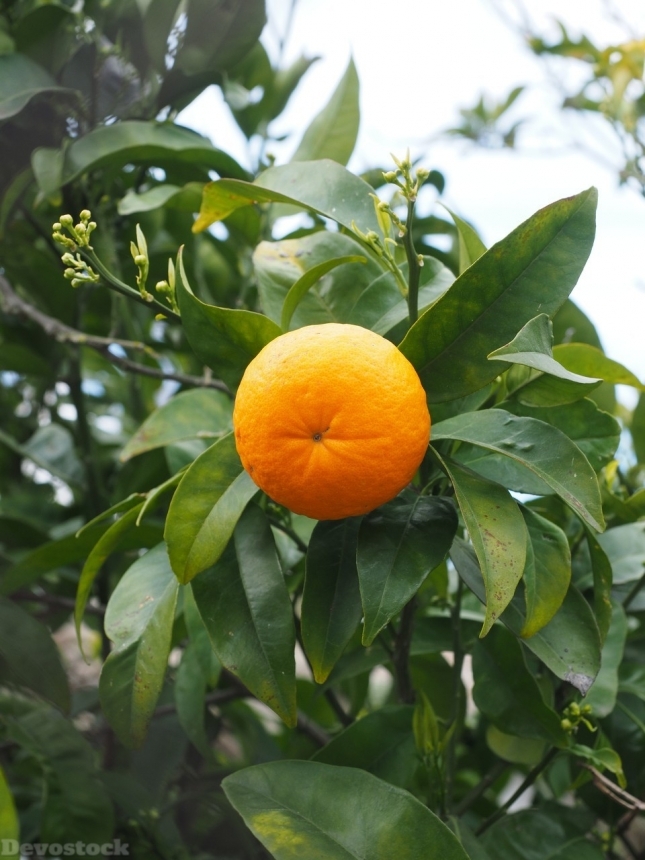 Devostock Orange fruit  (67)