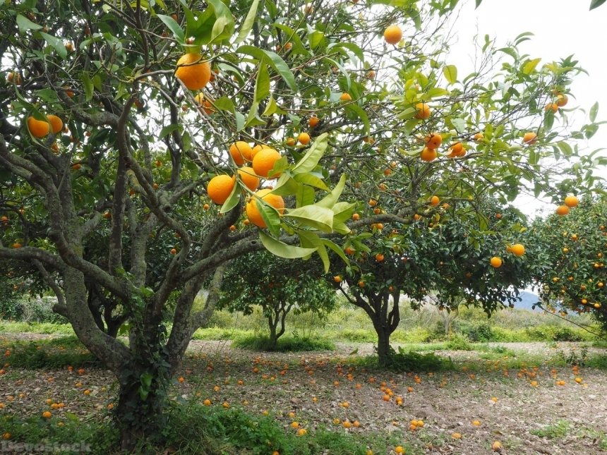 Devostock Orange fruit  (73)