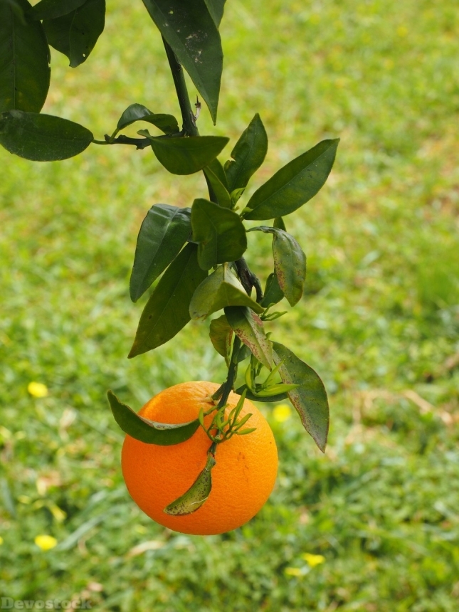 Devostock Orange fruit  (88)