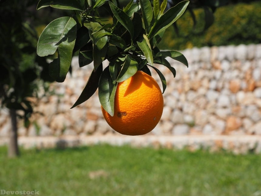 Devostock Orange fruit  (95)