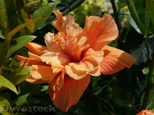 Devostock orange-hibiscus-dsc06781-wp