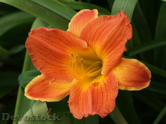 Devostock orange-lily-dsc03131-wp