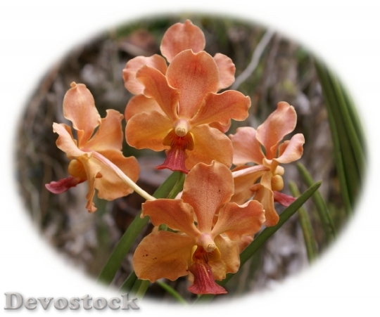 Devostock orangeorchidflowers-dsc02903-a2